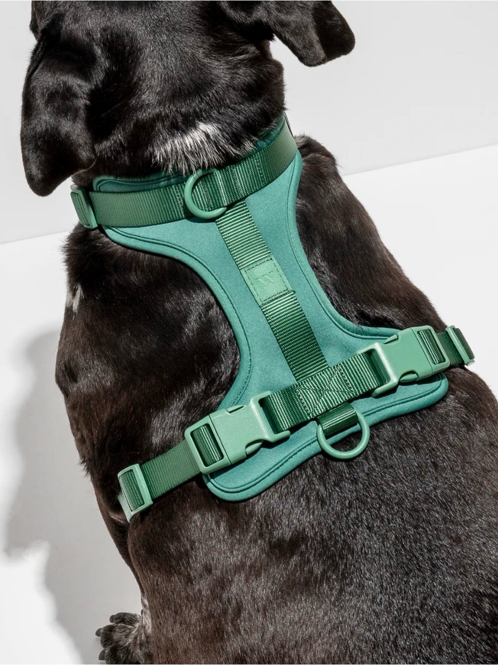 Wild One Cushioned Dog Harness Spruce Green Small